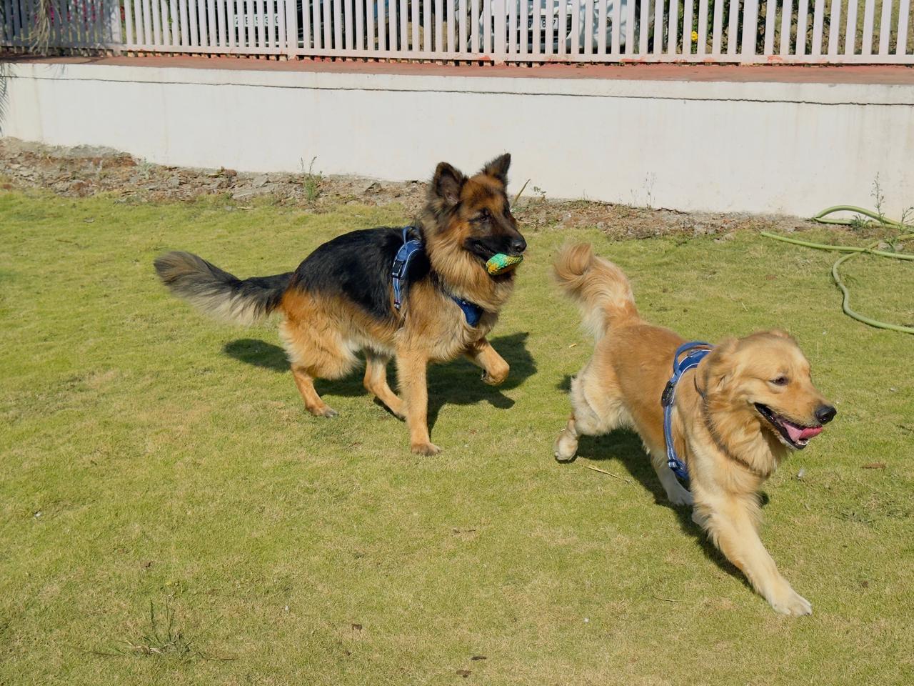 Bruno and Goofy running together in the garden